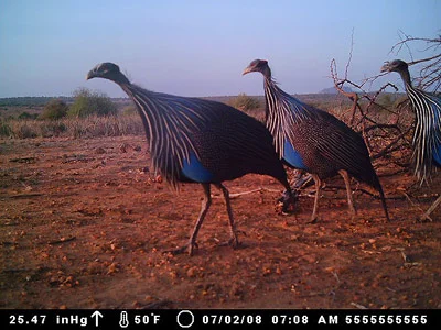 Vulturine Guineafowl