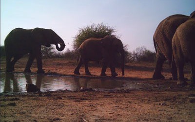 Elephant Nearly Destroys Camera-trap