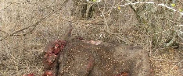 Dead Baby Elephant