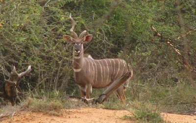 One Horned Lesser Kudu