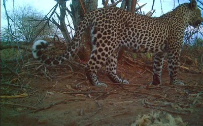 Another Male Leopard on Tumaren