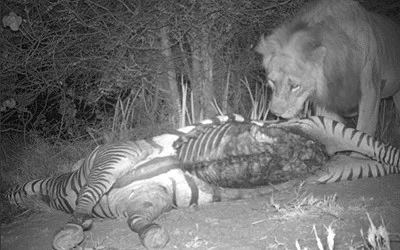 More Lions with a Zebra Kill