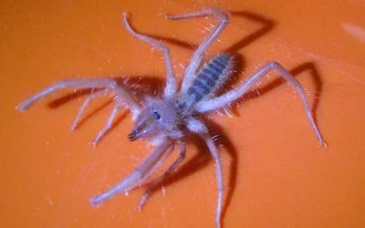 Solifugid From Hell!