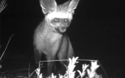 Bat-ear Stops in to Visit