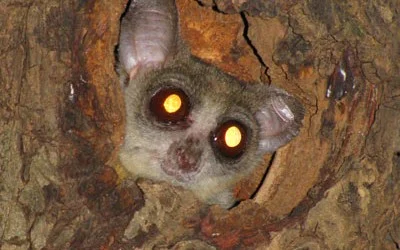 Bush Baby with Tattered Ears
