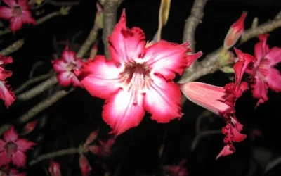 First Desert Rose Found on Tumaren