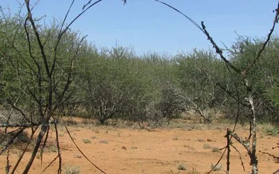 Two poachers caught and arrested