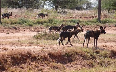 Wilddog Pics from Laikipia, Kenya