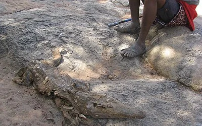 Crocodile Slaughter on Ewaso Nyiro River