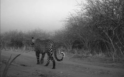 Leopard Photographed Looking For Easter Bunny