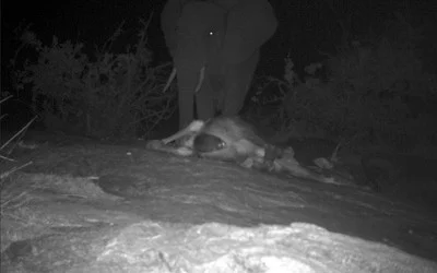 Leopard and Elephant pay respects to dead cow