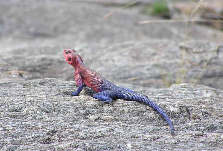 Odd Agama Lizard