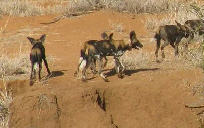 Wilddogs coming out of our ears!