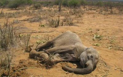 Elephants Dying From Mysterious Disease