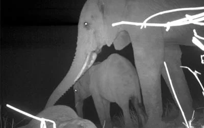 Elephant in Mourning