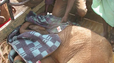 Baby Elephant Rescue