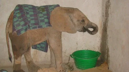 Baby Elephant Rescue: Part 2