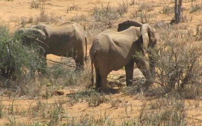 Is Global Warming consuming more pressing issues?