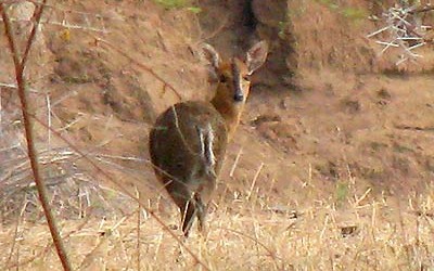 Pictures of 2 Rare Antelope on Tumaren