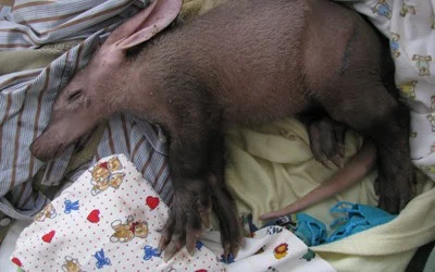 Baby Aardvark Rescue Part 2