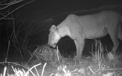 Lion Eats Camera Trap