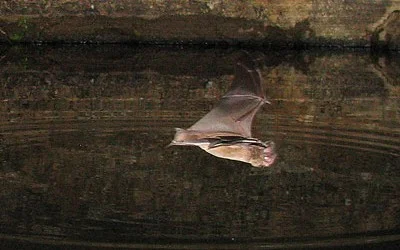 Bat Identification Help Wanted