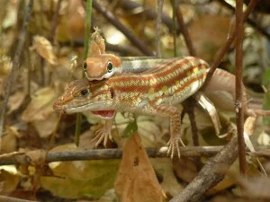 Herpetologist Needed