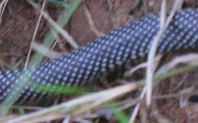 Another Herpetologist Needed