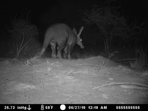 New Aardvaark Pictures