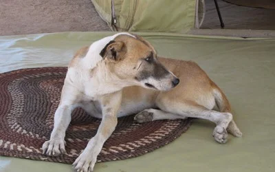 Chiri Chiri, the smartest dog in Africa Taken by Leopard
