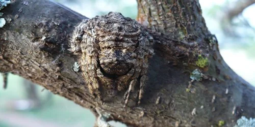 Interesting Nocturnal Spider