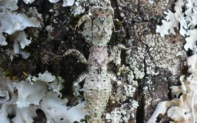 Mantis With some nice Camouflage