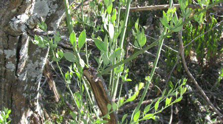 Exploiting African Sandlewood