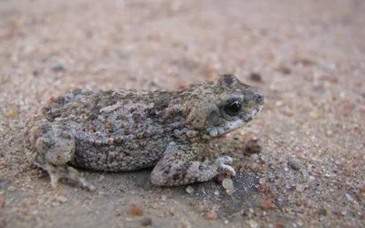 Is this a pygmy toad ?