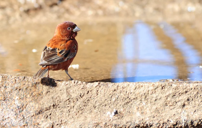 All the birds coming to our birdbath