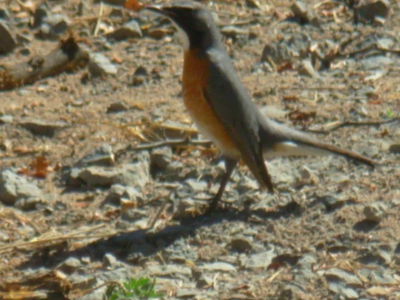 Rain and Migrant Birds