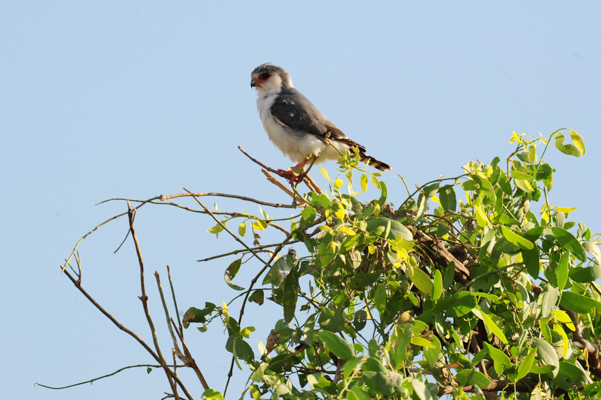 Pygmy Falcon Nesting in a White Browed Sparrow Weaver Nest
