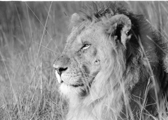 Shooting Lions to prevent poisoning?