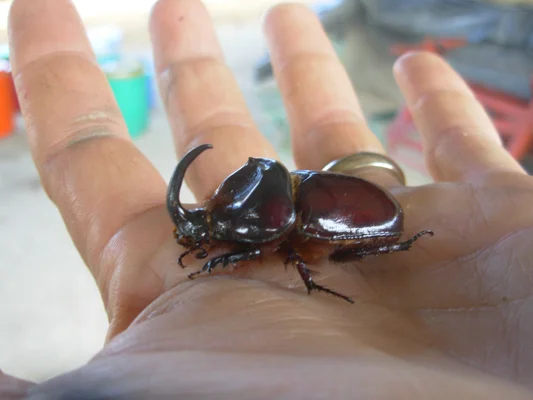 Rhino Beetle with Whip Scorpion Parasites