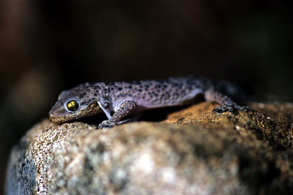 Brook’s Gecko found during construction