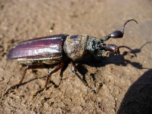 Interesting Beetles Emerging with rains.