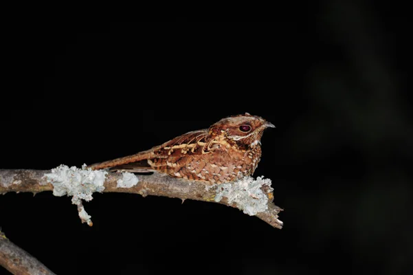 Goatsucker with young