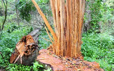 Trees Being felled like mad in Karisia Hills