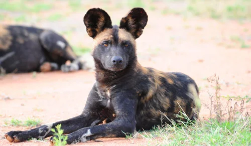 The right Photographic Gear for Safari