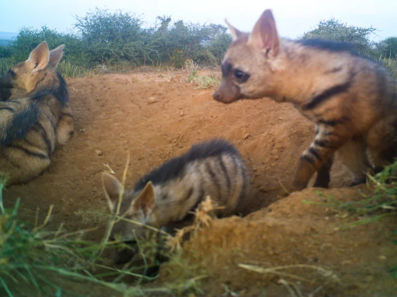 Aardwolf Baby Pics!