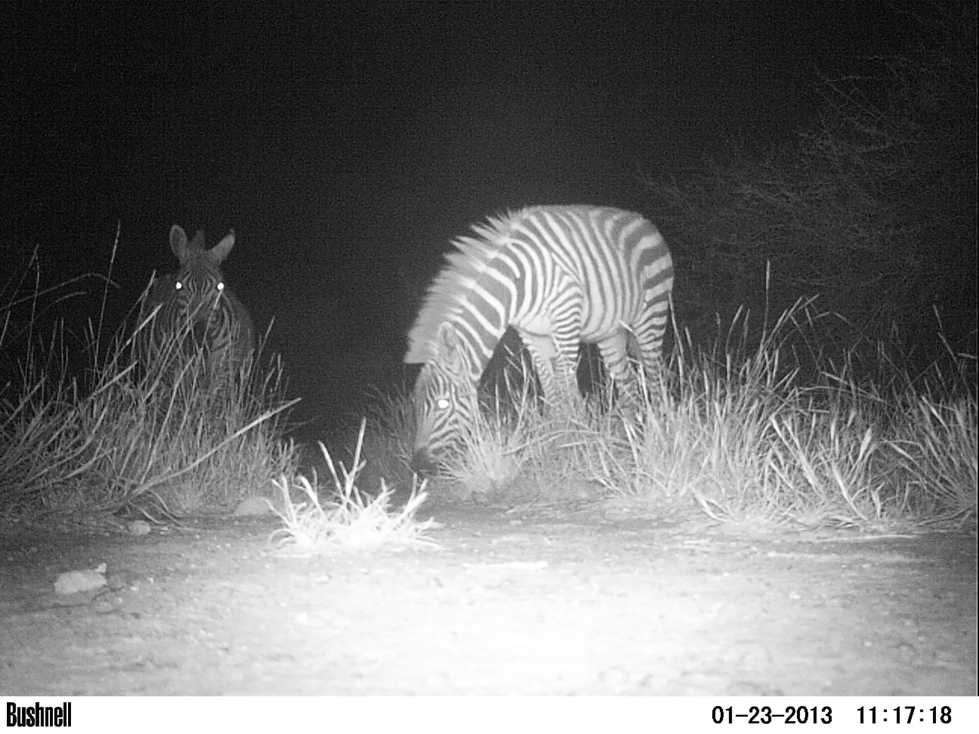 A timelapse of our visitors to the salt lick