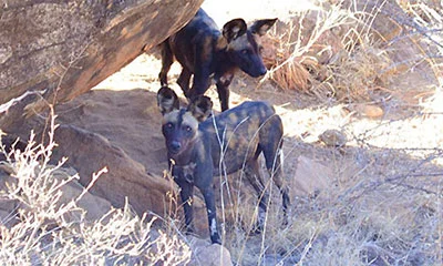 Wilddogs Sightings on the Increase