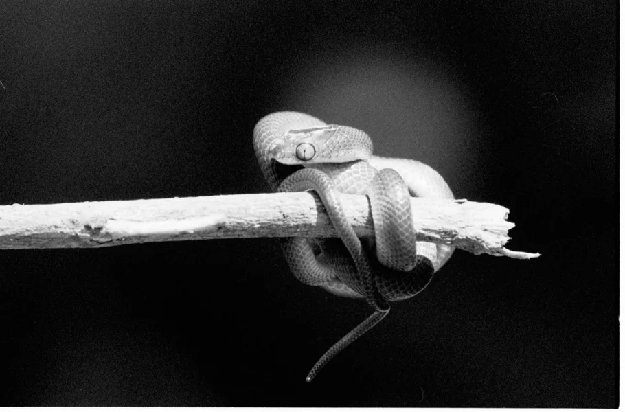 Unidentified Young Snake