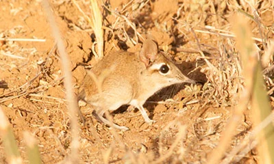 Two New Species on Tumaren