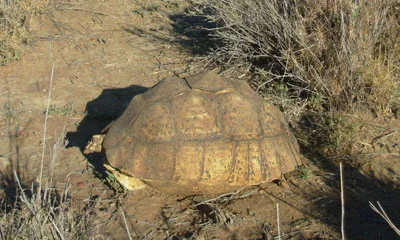 Are Tortoises in Northern Kenya Dying from Dissease?
